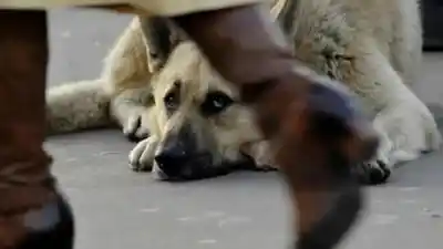 В Мажилисе предлагают не выпускать бродячих животных после стерилизации