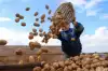 Хватит ли Казахстану собственного урожая картофеля