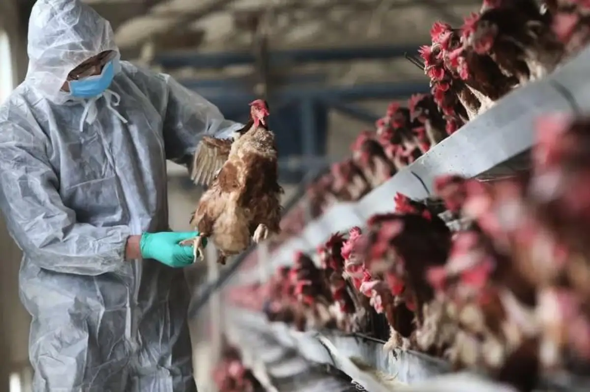 «Ситуация по птичьему гриппу стабилизировалась» - Мамин