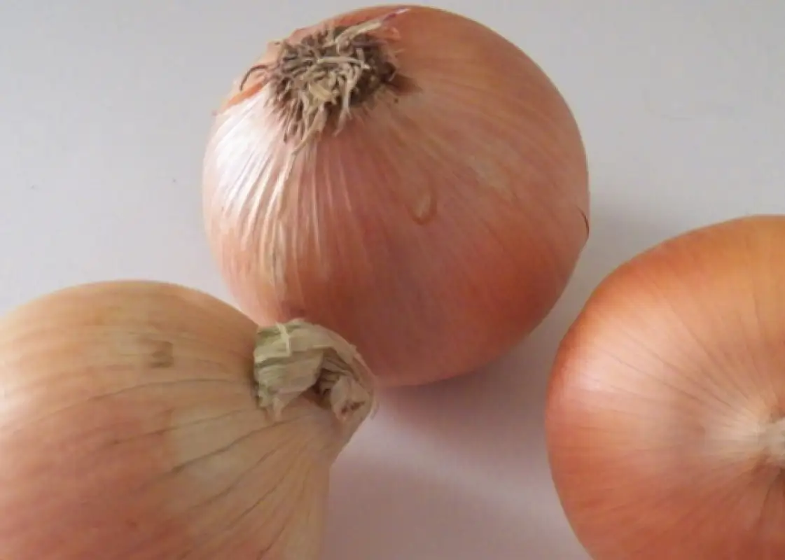 «Всплески»: глава МСХ Карашукеев объяснил рост цен на лук в Астане