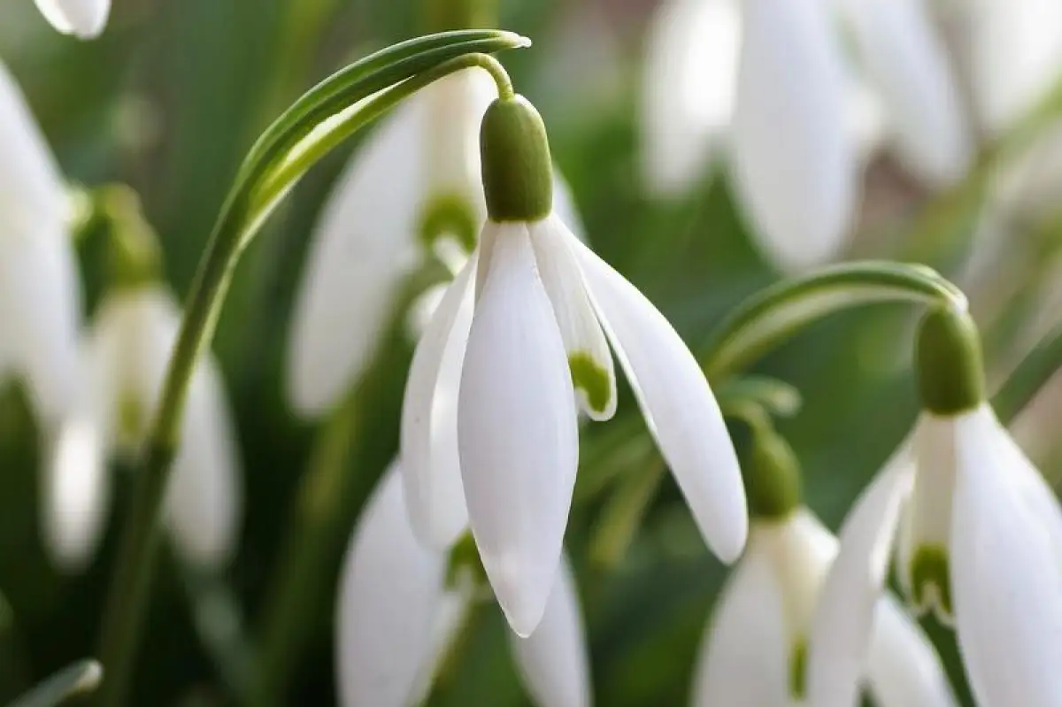 «Я советую не срывать»: министр Нысанбаев призвал казахстанцев беречь подснежники