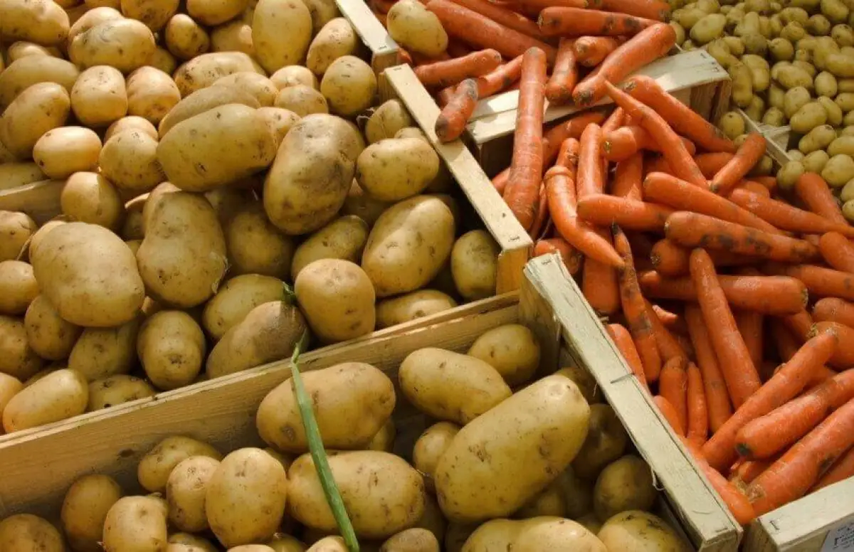 В Казахстане увеличат площади для посева картофеля и моркови