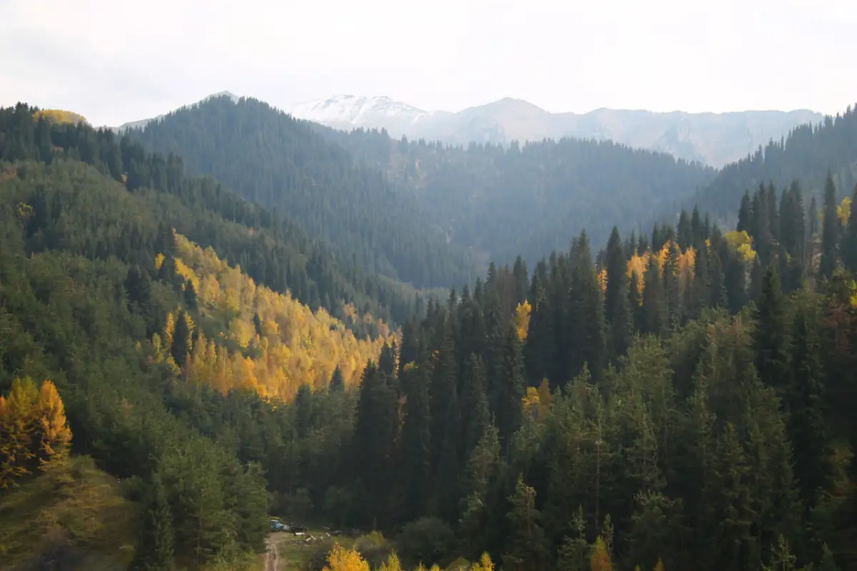 В Минэкологии РК назвали вырубку леса в Бутаковке необходимой