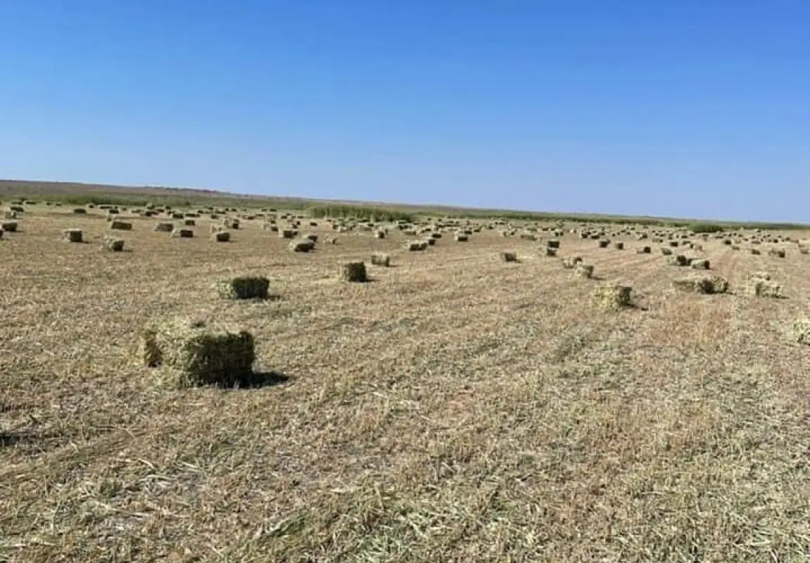 Грозит ли фермерам дефицит кормов – ответ акима Шукеева