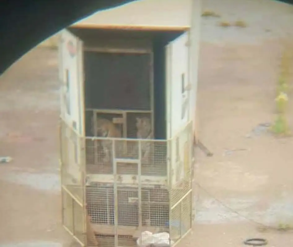 Тигров на штрафстоянке не оставят: что станет с хищниками в Нур-Султане