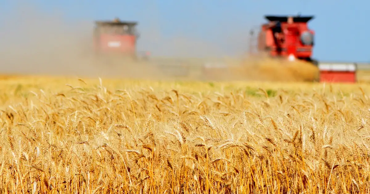 «Далеко вывозиться не будет»: в какие страны Казахстан экспортирует новый урожай зерна