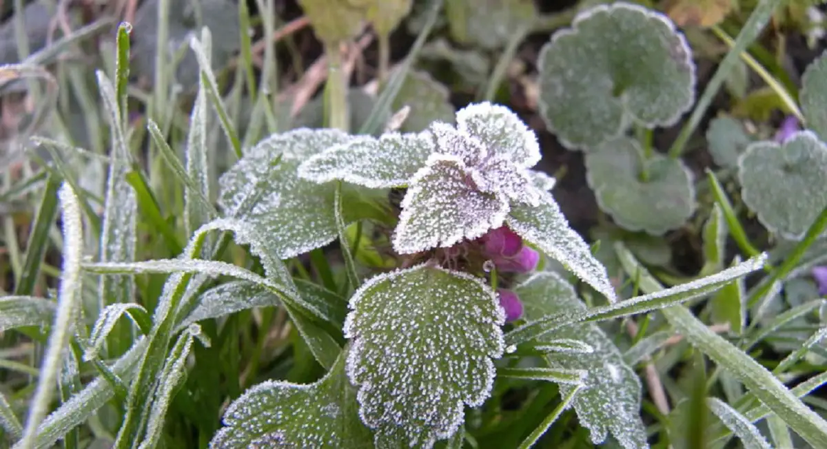 В Казахстан придут заморозки