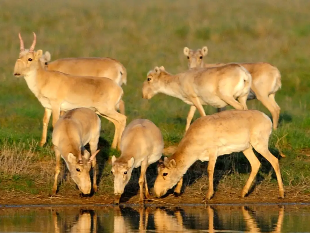 В Минсельхозе Казахстана не считали ущерб от сайгаков