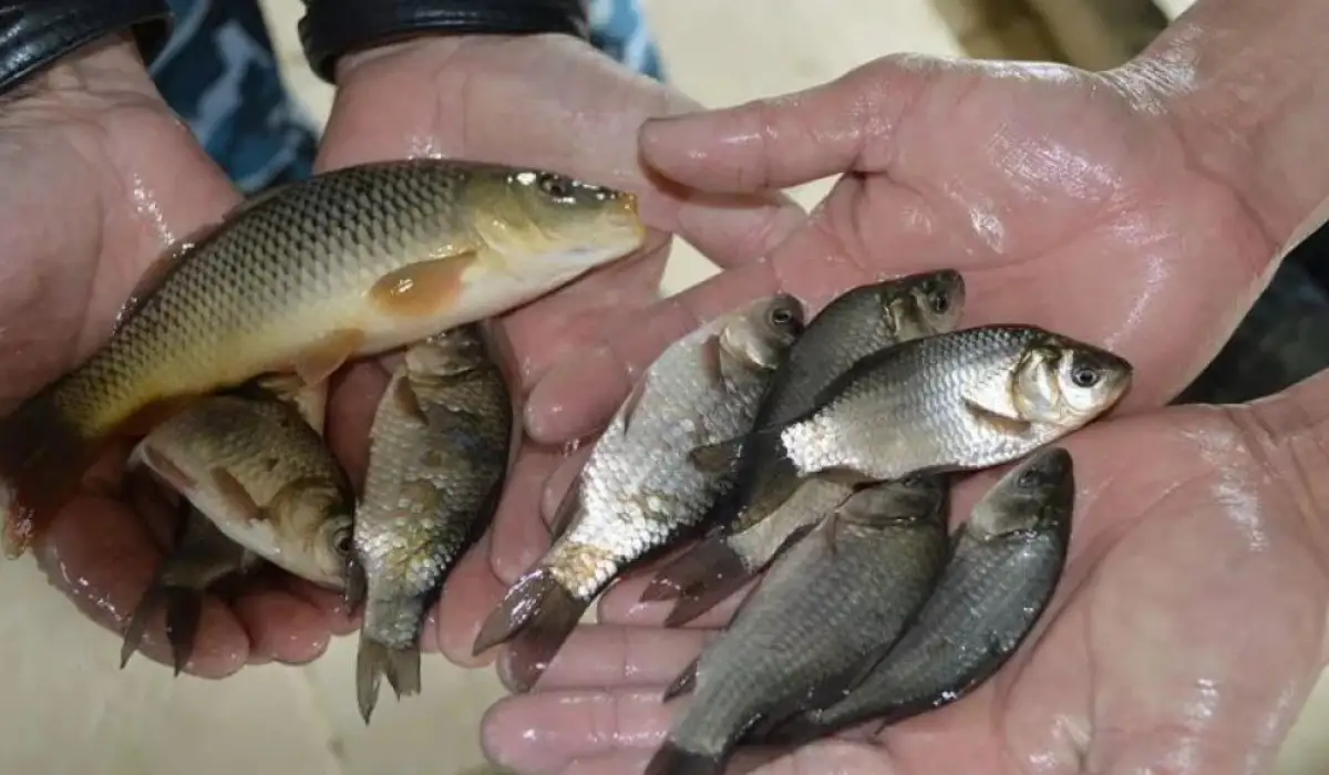 В Минэкологии, геологии и природных ресурсов образован новый Комитет