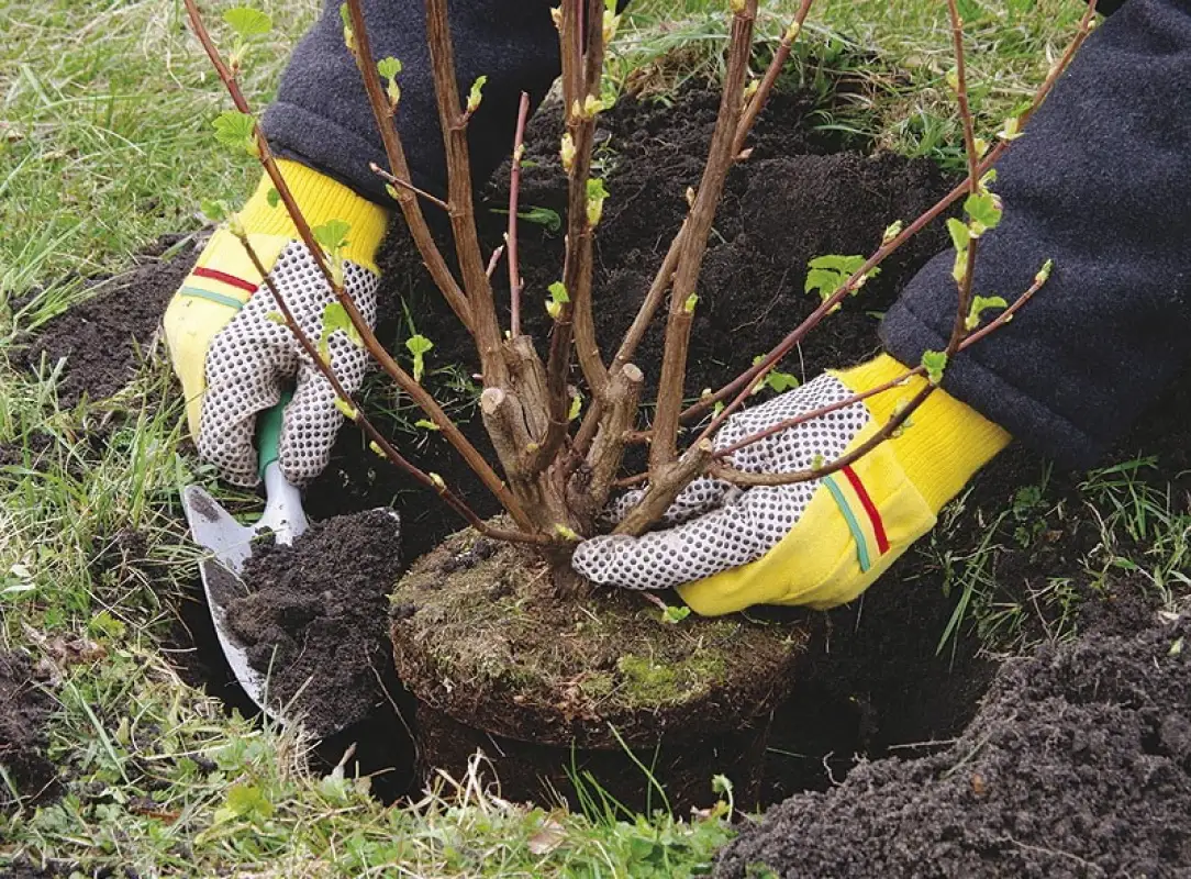 Мажилисмен Абаканов: «Это кощунство – высаживать саженцы вместо деревьев»