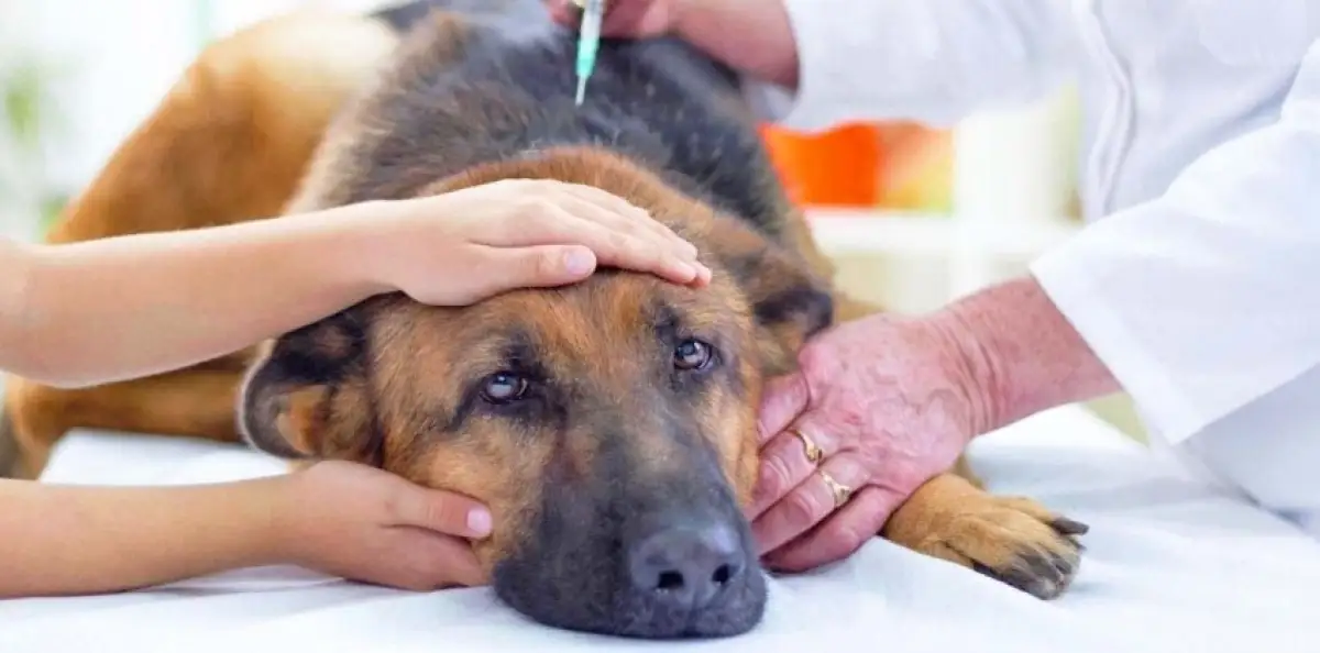 Депутат Жанбыршин предложил применять эвтаназию для бродячих животных