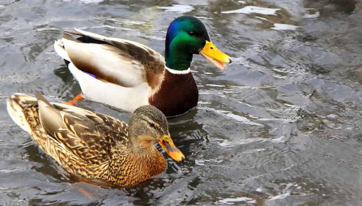 «Заразились»: назван источник птичьего гриппа в Северном-Казахстане