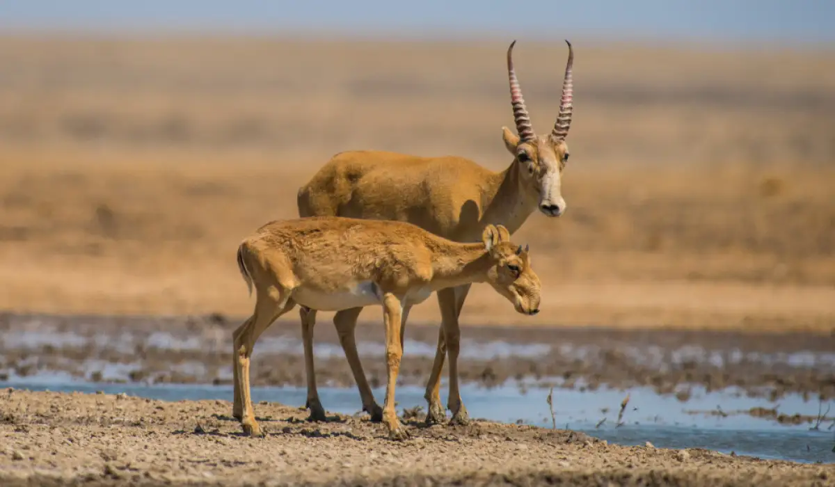 Сколько сайгаков отстрелят в Западно-Казахстанской области