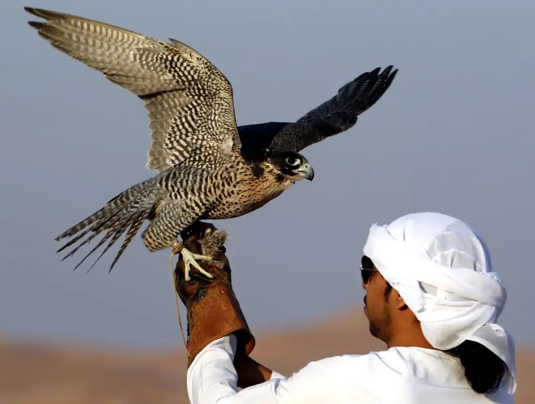 Четырем шейхам из ОАЭ и Катара разрешили поохотиться на 126 дроф-красоток в Казахстане 