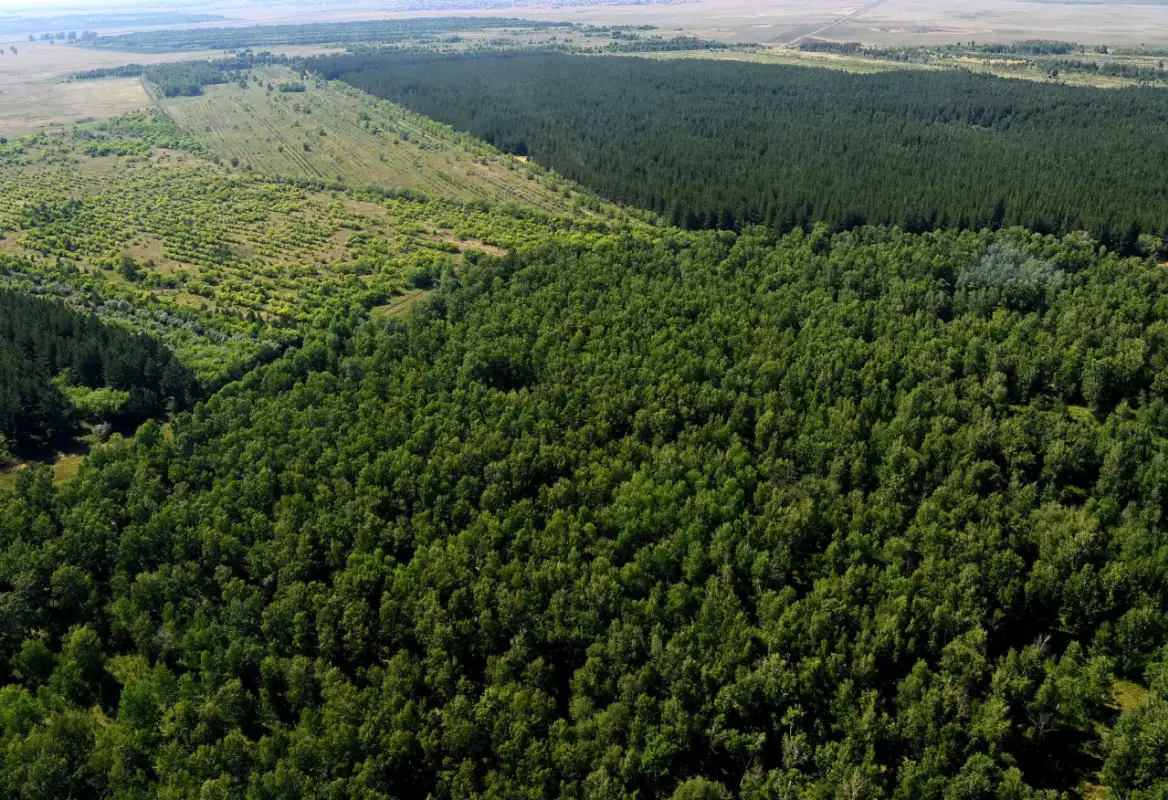 Елбасы предложил придать «зеленому поясу» столицы статус нацпарка 