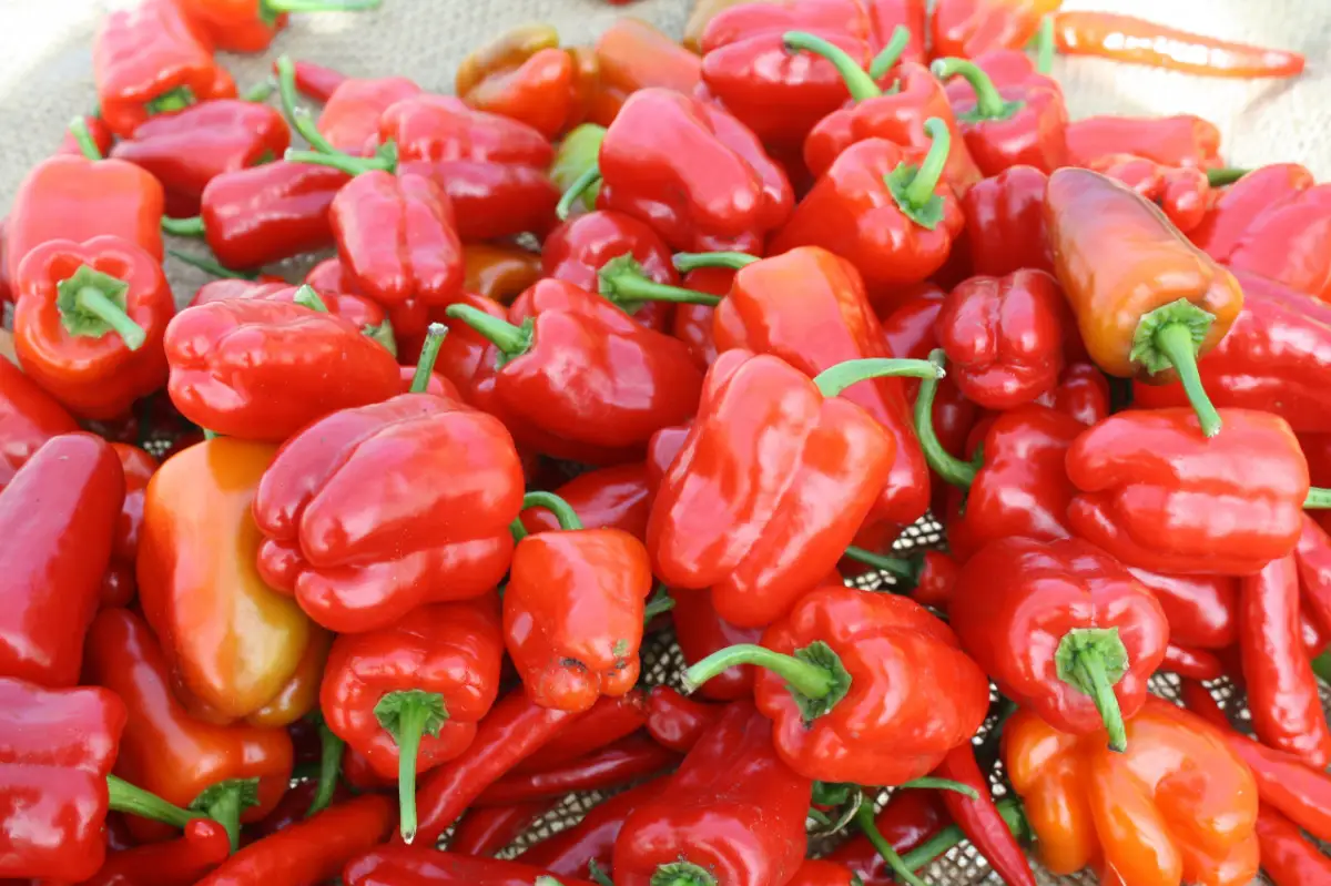 Крутые перцы: Казахстан оспорил запрет Россельхозндзора на ввоз продукции