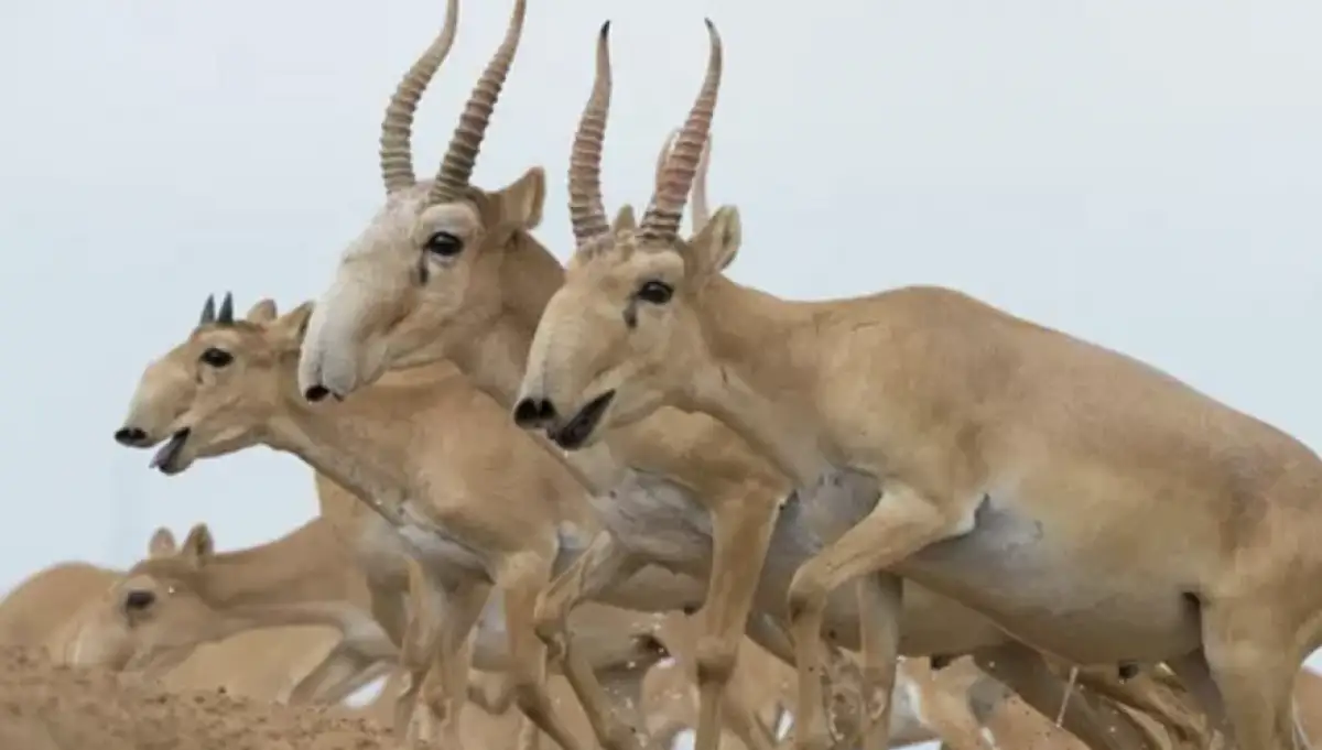 Когда в Казахстане разрешат любительскую охоту на сайгаков