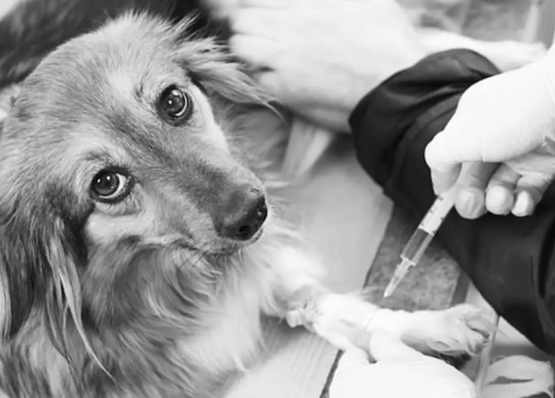 В Казахстане предлагают эвтаназию для невостребованных животных в приютах