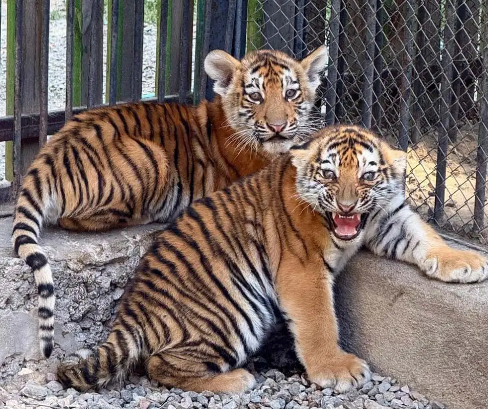 В зоопарке Алматы рассказали о долгожданном событии