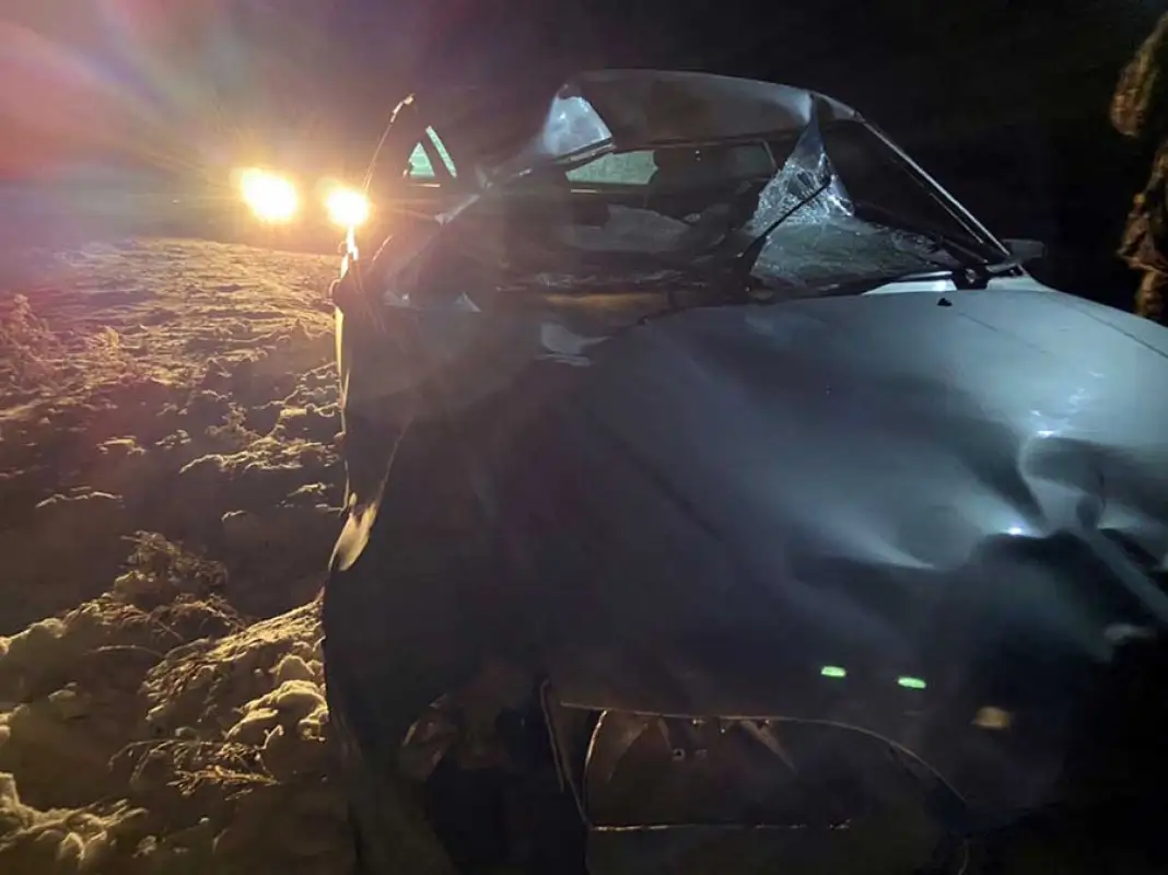 В СКО лошадь с жеребёнком попали под колеса авто, водитель и пассажир госпитализированы – фото