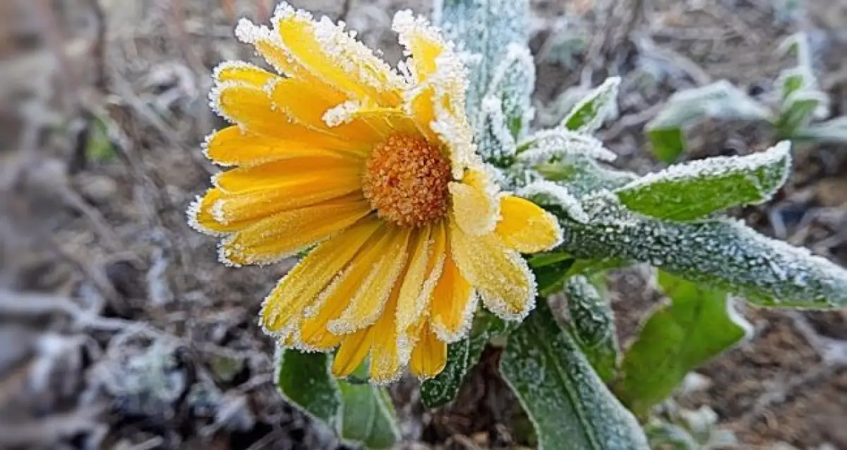 Заморозки в Казахстане прогнозировали на 10 сентября синоптики