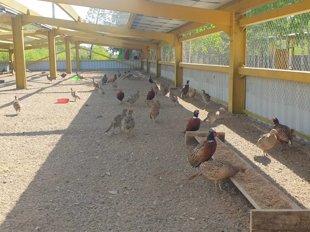 Близ Нур-Султана выращивают 2000 фазанов – фото