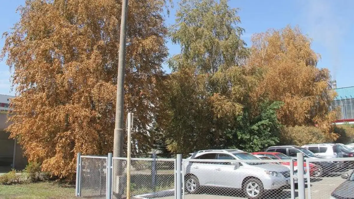 В Минэкологии обещают назвать причину пожелтения листьев в Усть-Каменогорске