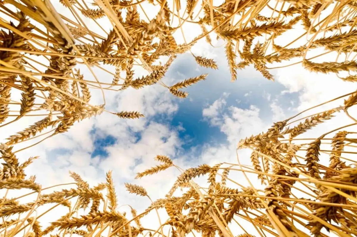 HopefullGrain &amp; Oil Group инвестирует $ 1,5 млрд в проекты Акмолинской области