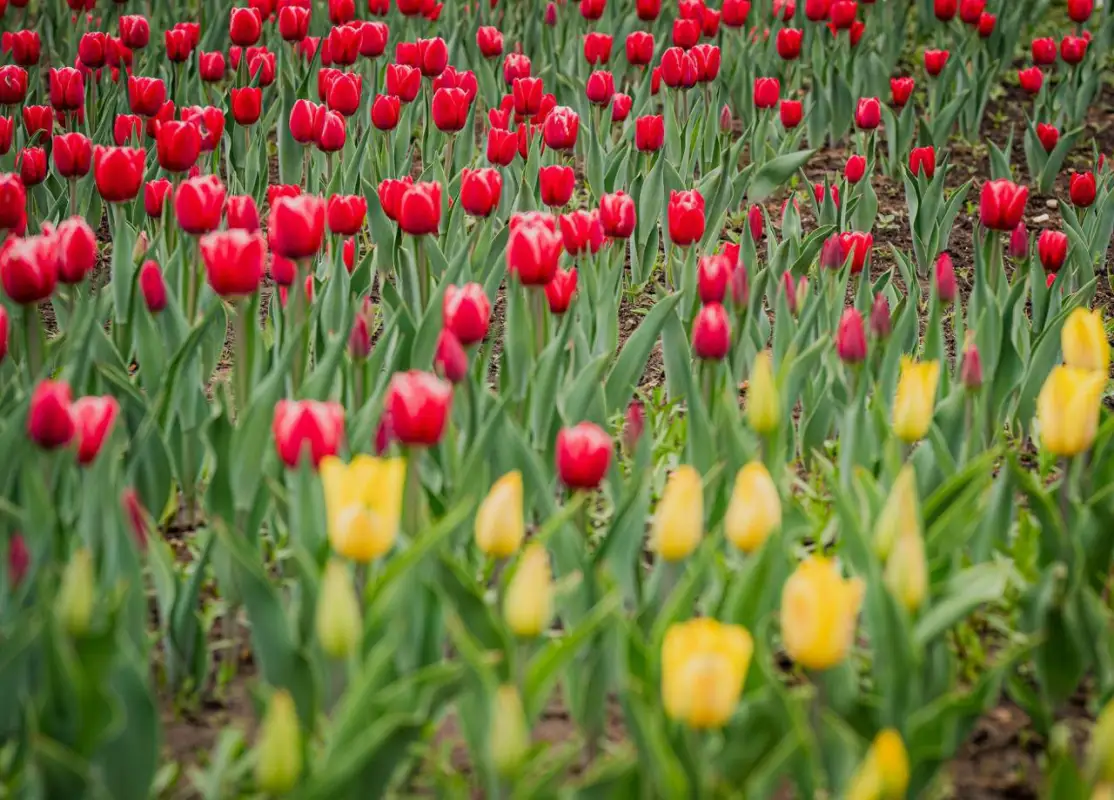 Впервые за 10 лет в Нур-Султане высадили тюльпаны