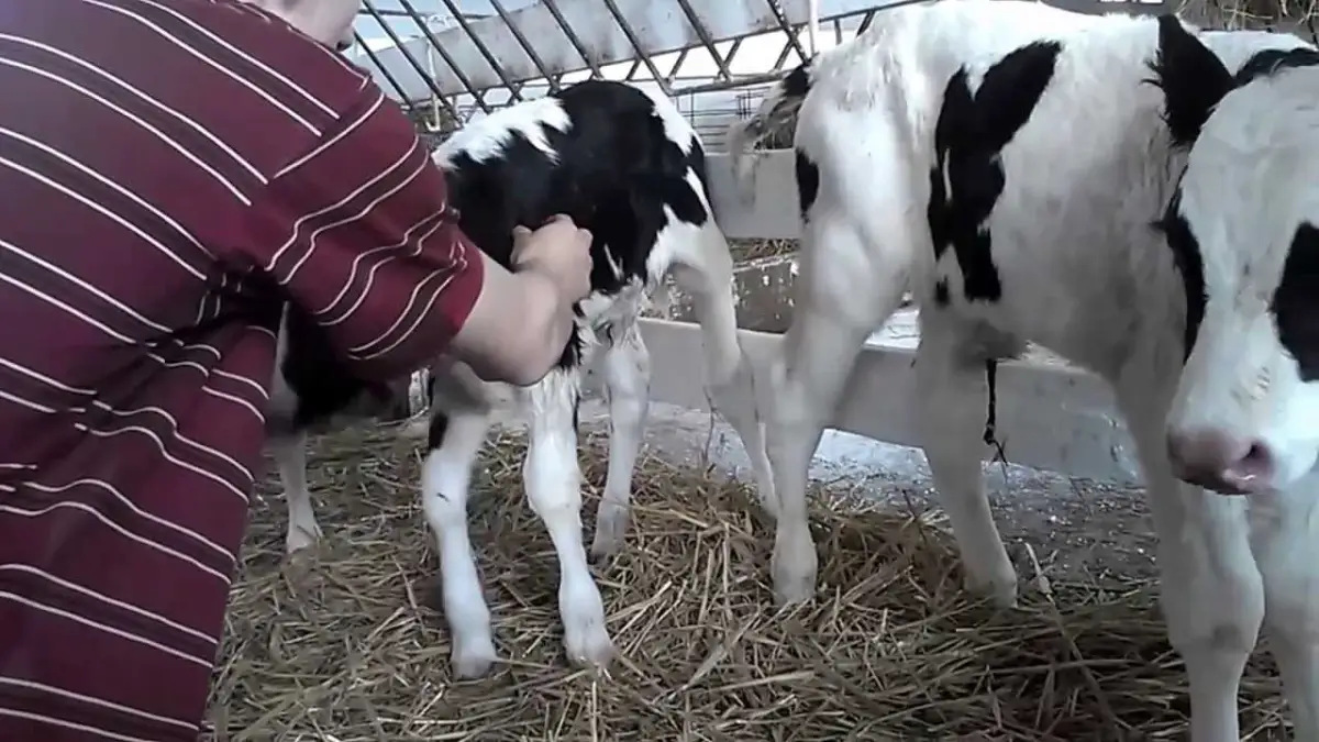 В Башкирии родился теленок с четырьмя глазами