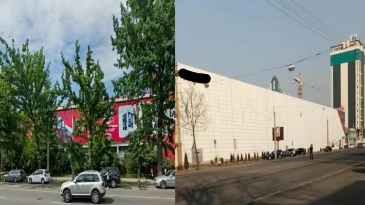 В Правительстве высказались о незаконной вырубке деревьев в Алматы