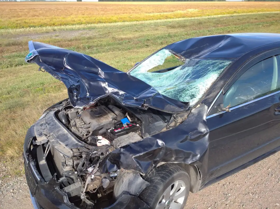 В СКО авто наехало на марала: животное погибло, водителя спасла «подушка»