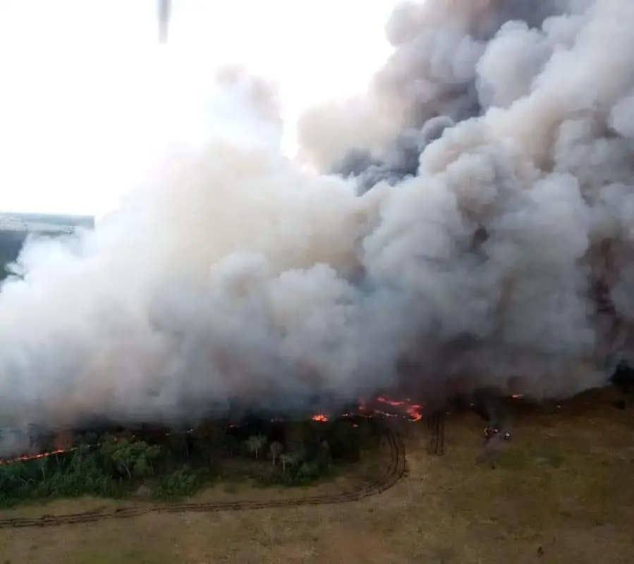 В Павлодарской области горел лес в резервате - фото