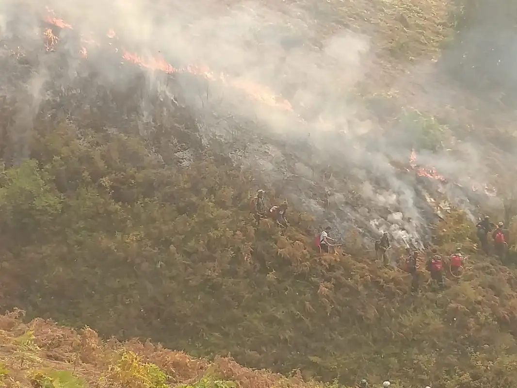 В пяти районах Костанайской области продолжает гореть лес - фото, видео