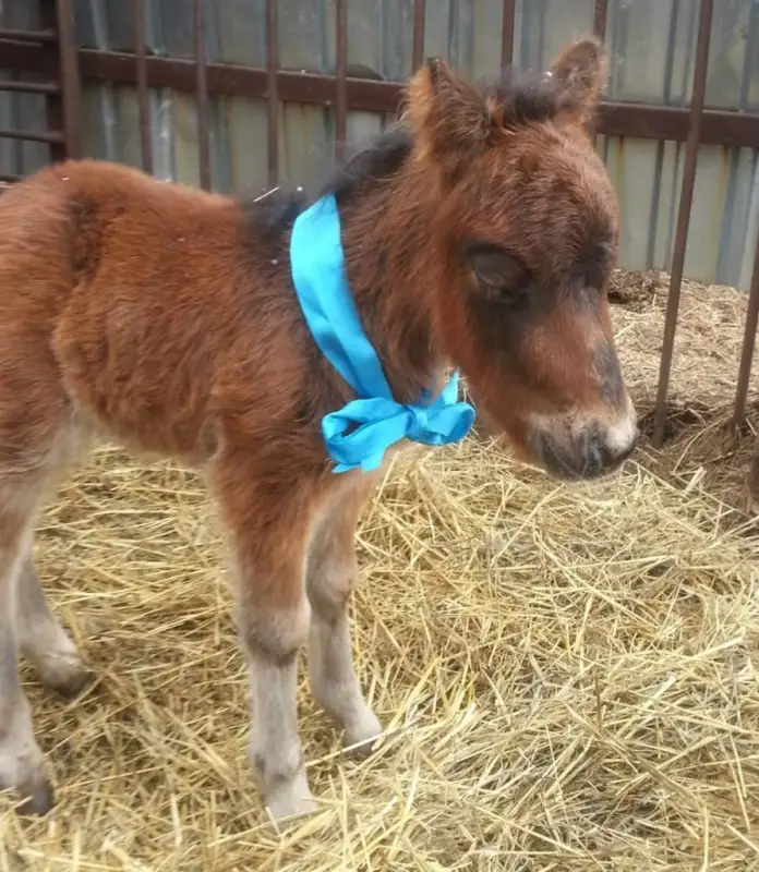 Впервые за 8 лет в Караганде пони родила детеныша