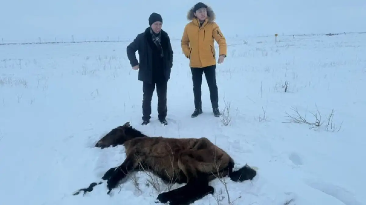 В Улытауской области пало 360 лошадей - глава МСХ Сапаров