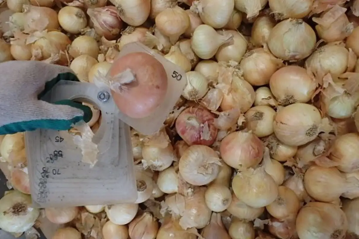 Жумангарин ответил, будет ли снят запрет на экспорт лука в Казахстане