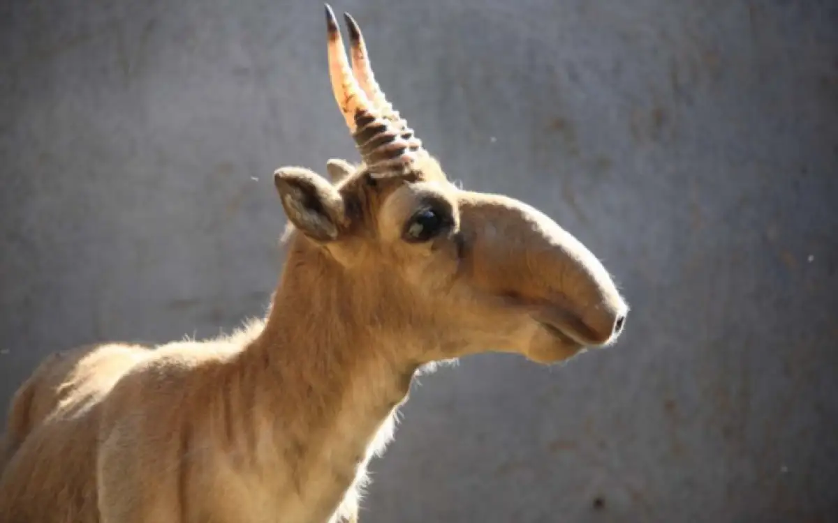 В Карагандинской области обнаружили туши мертвых сайгаков