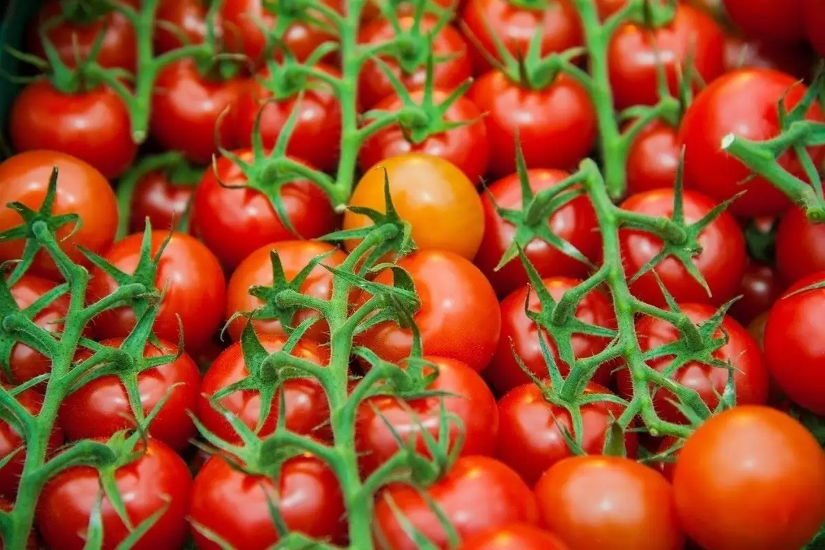 Узбекистан поставит в Казахстан ранние овощи в начале мая