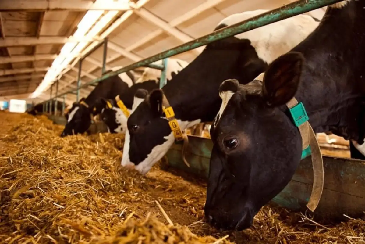 Аскар Мамин поручил продолжить развитие животноводства 