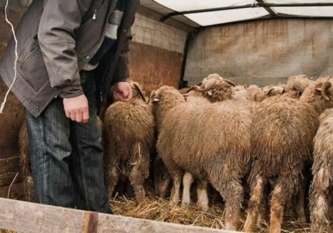 Житель Шымкента воровал овец и тратил деньги на азартные игры