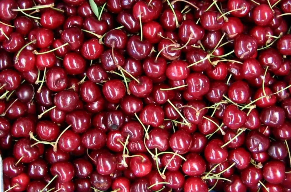 В Казахстан пытались завезти зараженную вишню