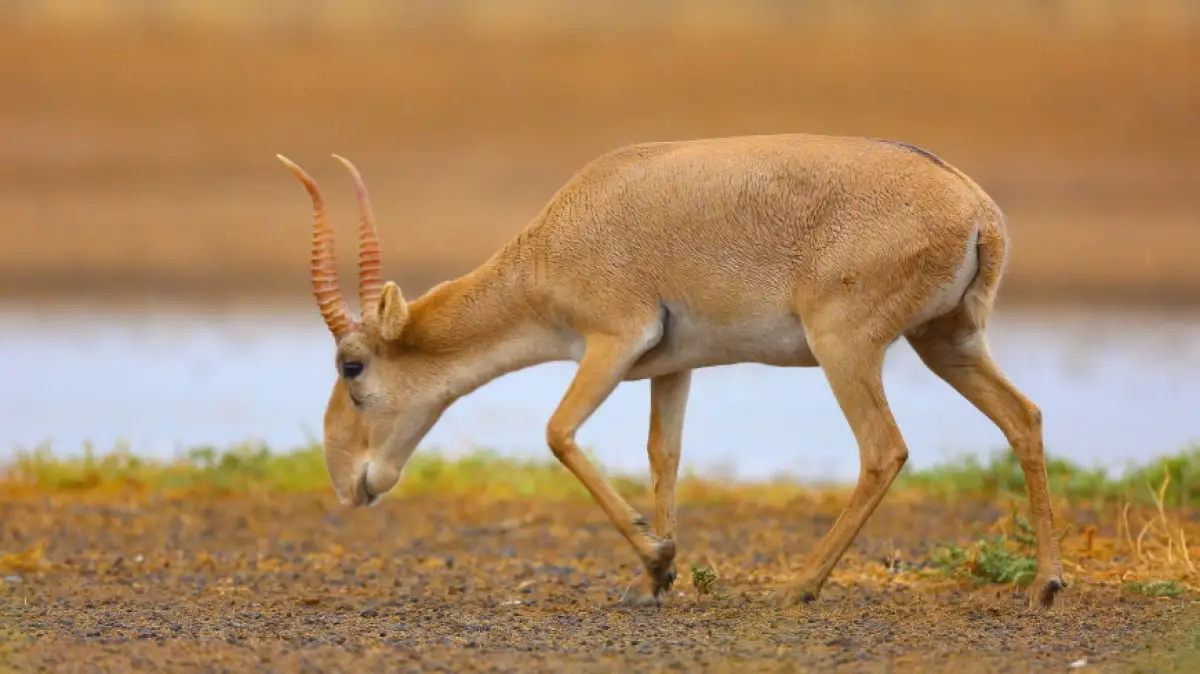 Сколько «лишних» сайгаков уничтожат в Казахстане - данные МНВО