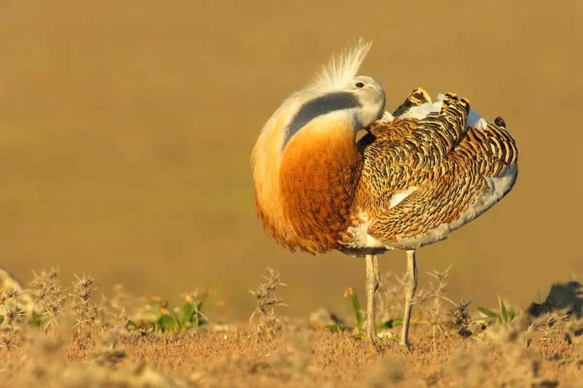 Шейхам из ОАЭ разрешат охоту на дроф-красоток в Казахстане