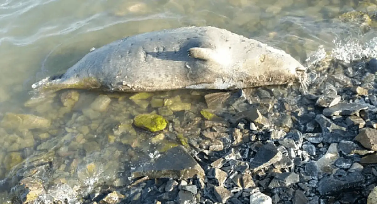 На берегу Каспия обнаружили мертвых тюленей