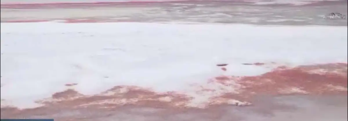 Побережье Каспия стало кровавым: ученые нашли отгадку