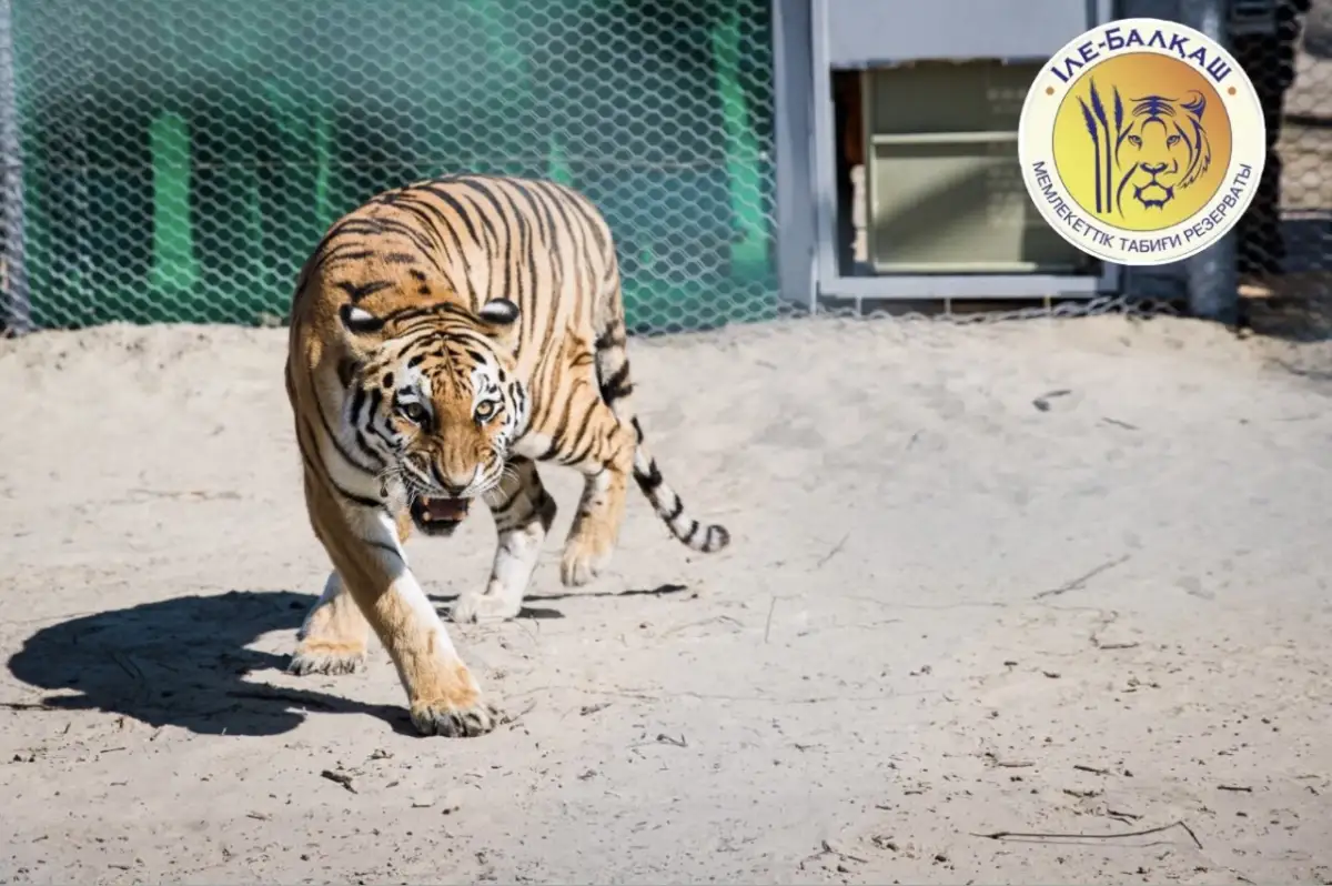 Когда в Казахстан привезут тигров из России