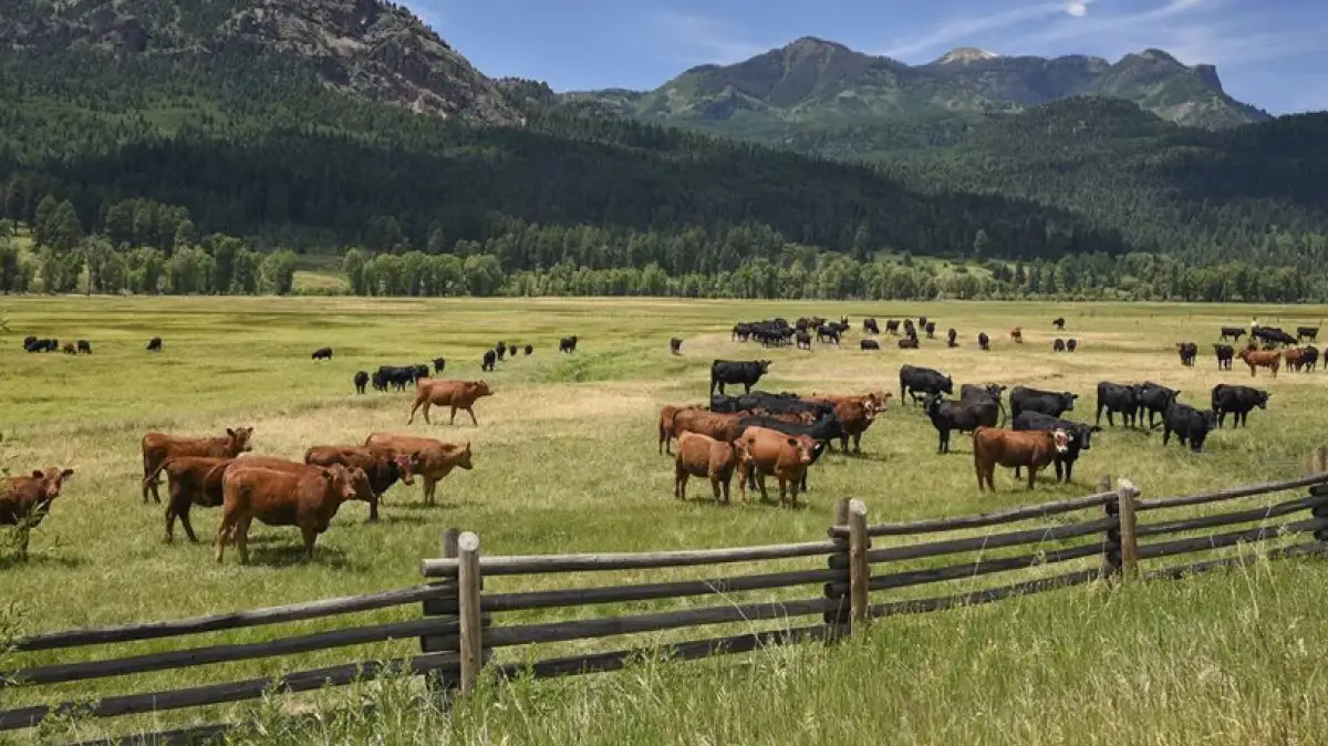 Токаев поручил распределить земли для сельхозпастбищ