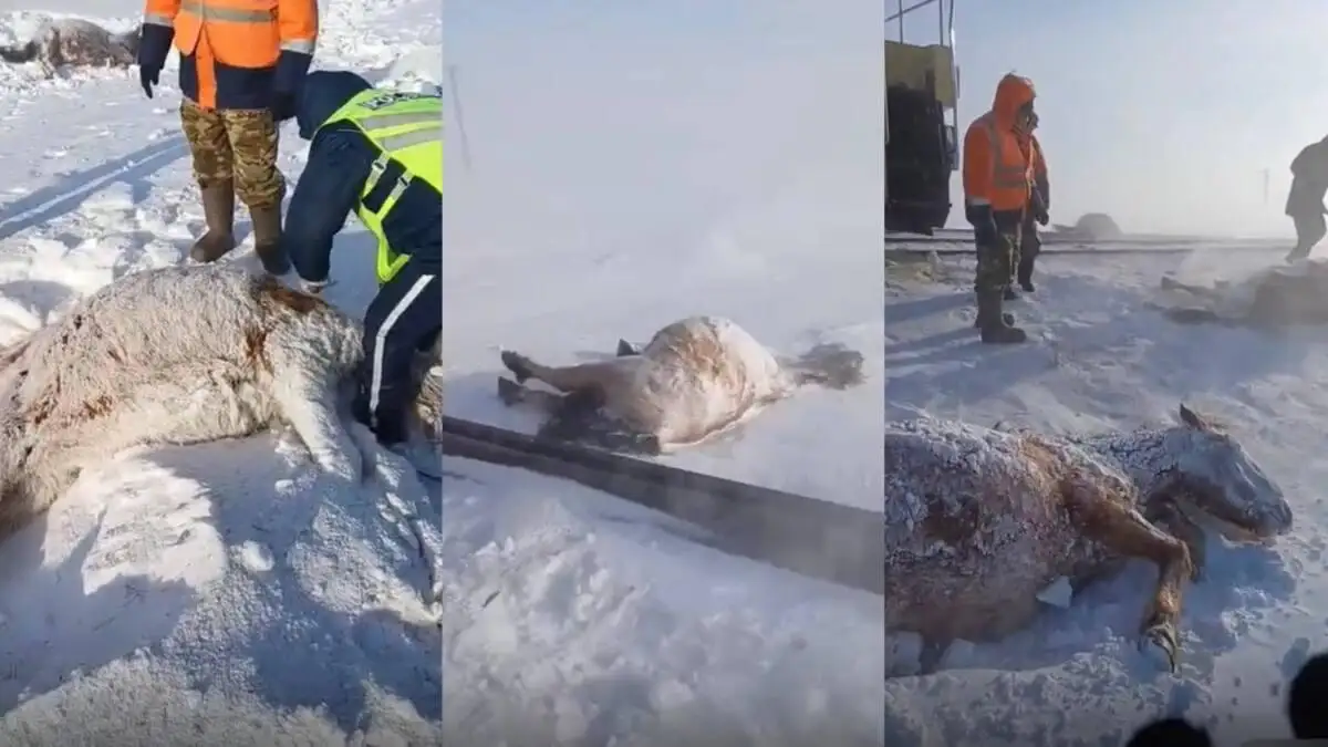 В Акмолинской области лошади попали под грузовой поезд