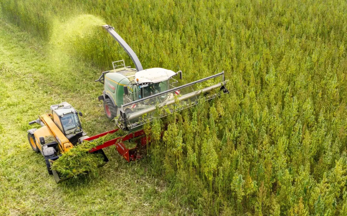 В Казахстане упразднили местную полицейскую службу и начнут культивацию коноплю